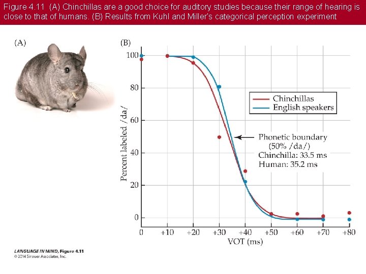 Figure 4. 11 (A) Chinchillas are a good choice for auditory studies because their