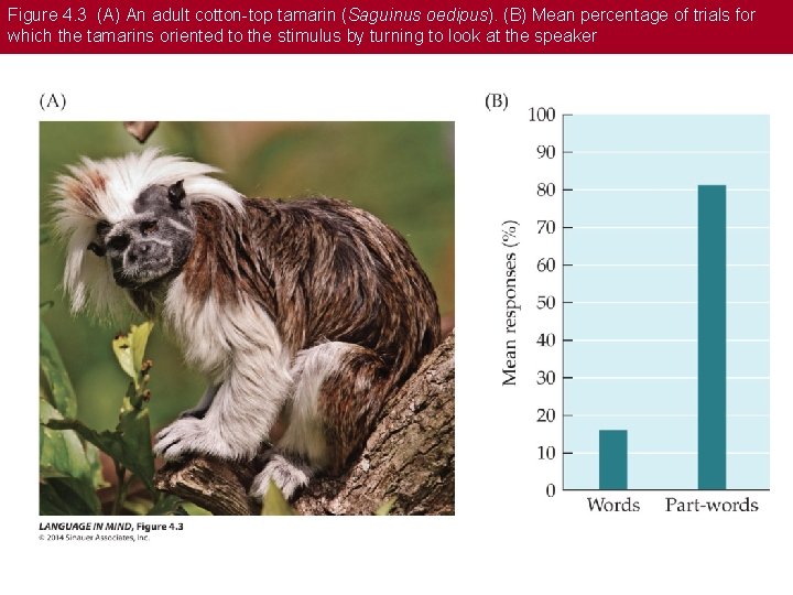 Figure 4. 3 (A) An adult cotton-top tamarin (Saguinus oedipus). (B) Mean percentage of