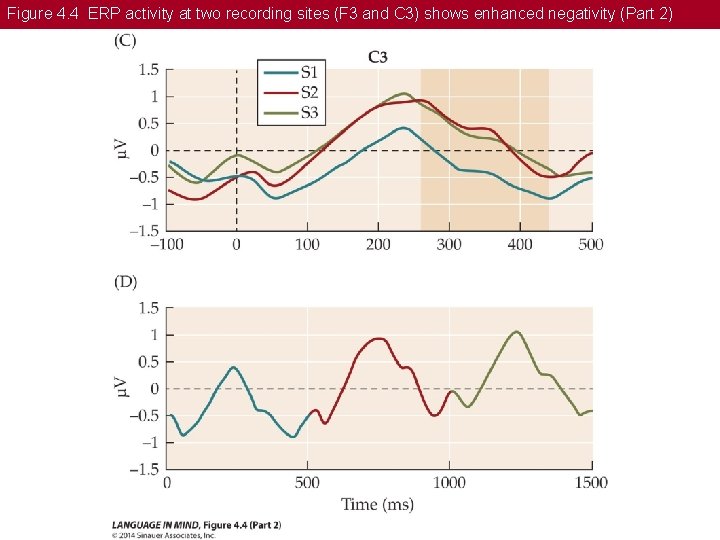 Figure 4. 4 ERP activity at two recording sites (F 3 and C 3)