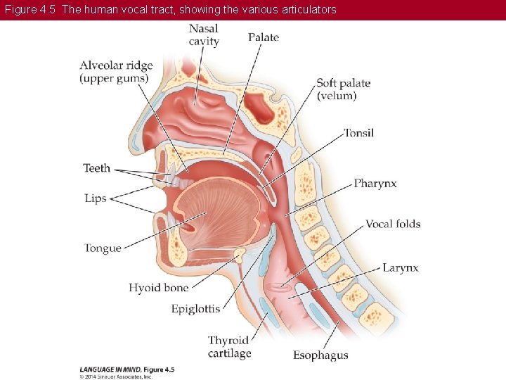 Figure 4. 5 The human vocal tract, showing the various articulators 