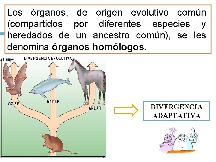 Los órganos, de origen evolutivo común (compartidos por diferentes especies y heredados de un