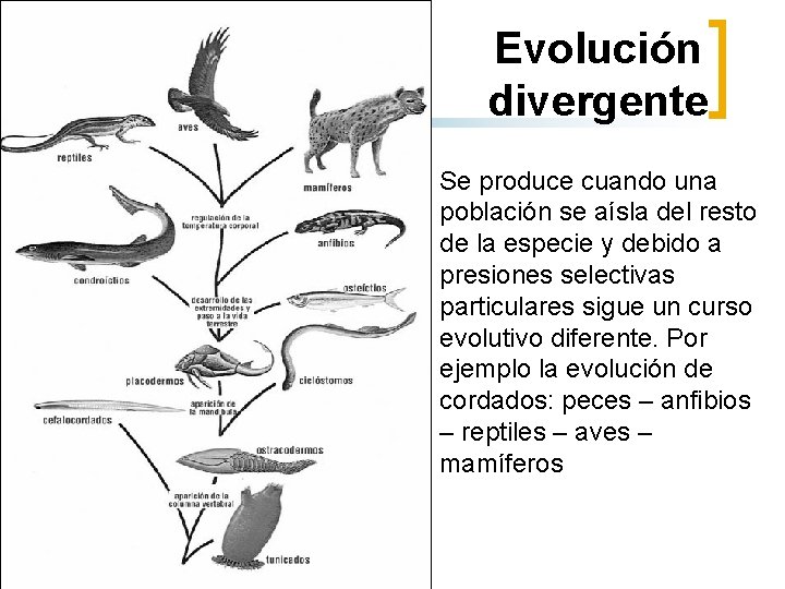 Evolución divergente Se produce cuando una población se aísla del resto de la especie