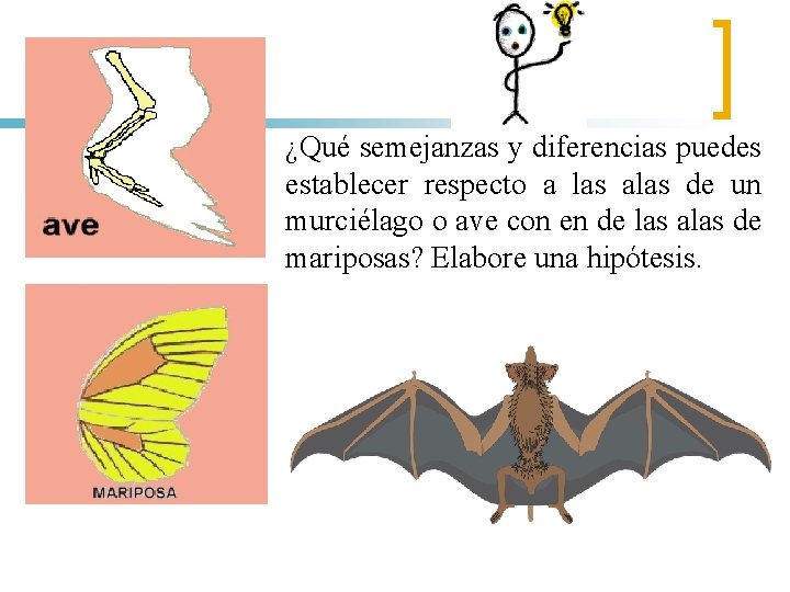 ¿Qué semejanzas y diferencias puedes establecer respecto a las alas de un murciélago o