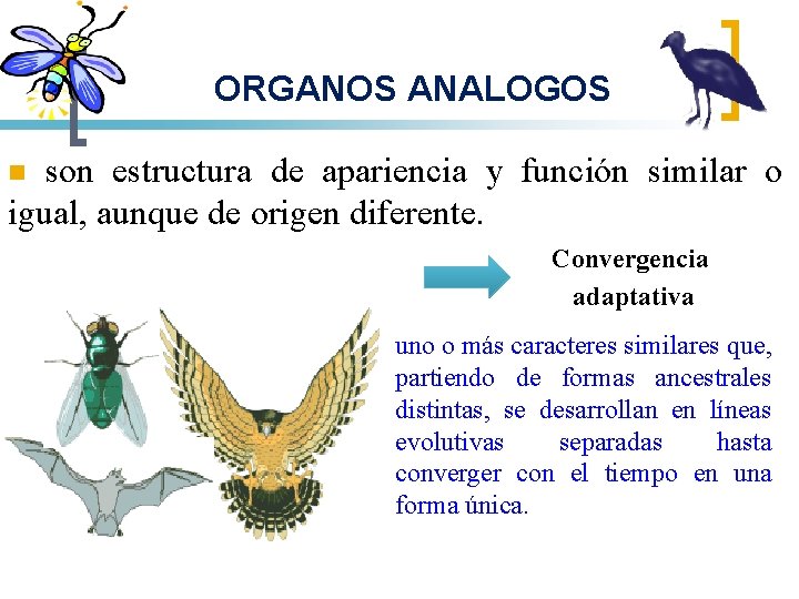 ORGANOS ANALOGOS son estructura de apariencia y función similar o igual, aunque de origen