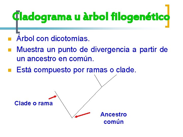 Cladograma u àrbol filogenético n n n Árbol con dicotomías. Muestra un punto de