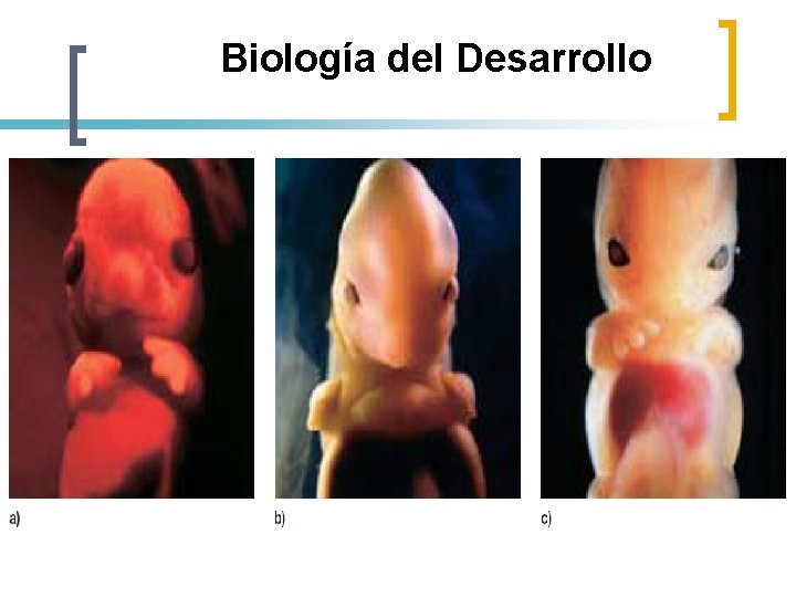 Biología del Desarrollo 