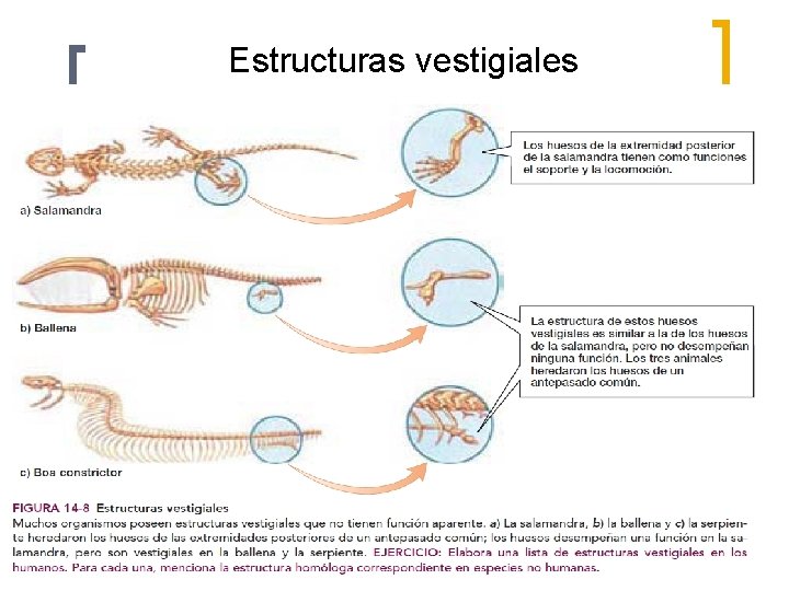 Estructuras vestigiales 