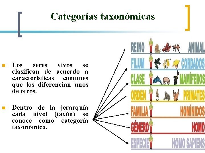 Categorías taxonómicas n Los seres vivos se clasifican de acuerdo a características comunes que