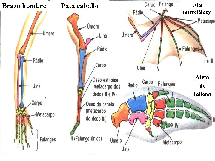 Brazo hombre Pata caballo Ala murciélago Aleta de Ballena 