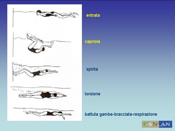 entrata capriola spinta torsione battuta gambe-bracciata-respirazione 