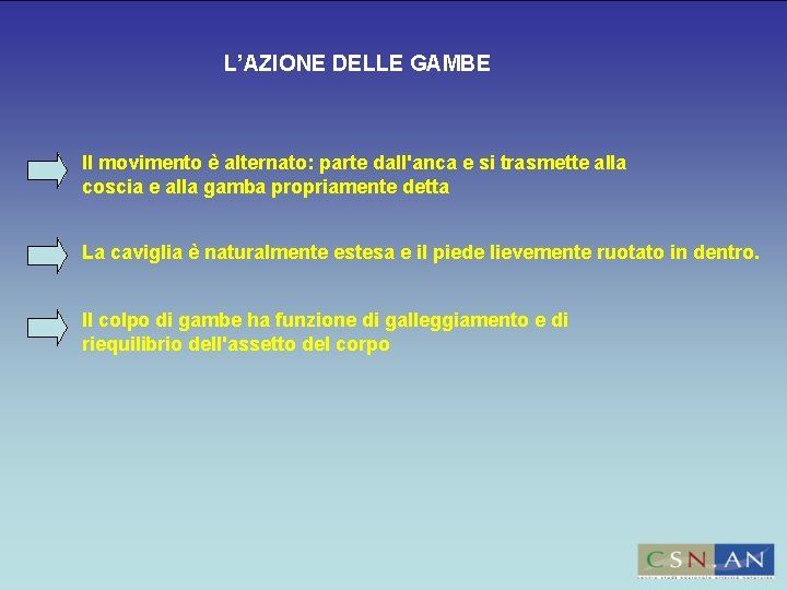 L’AZIONE DELLE GAMBE Il movimento è alternato: parte dall'anca e si trasmette alla coscia