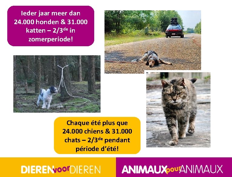 Ieder jaar meer dan 24. 000 honden & 31. 000 katten – 2/3 de