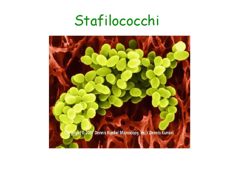 Stafilococchi 