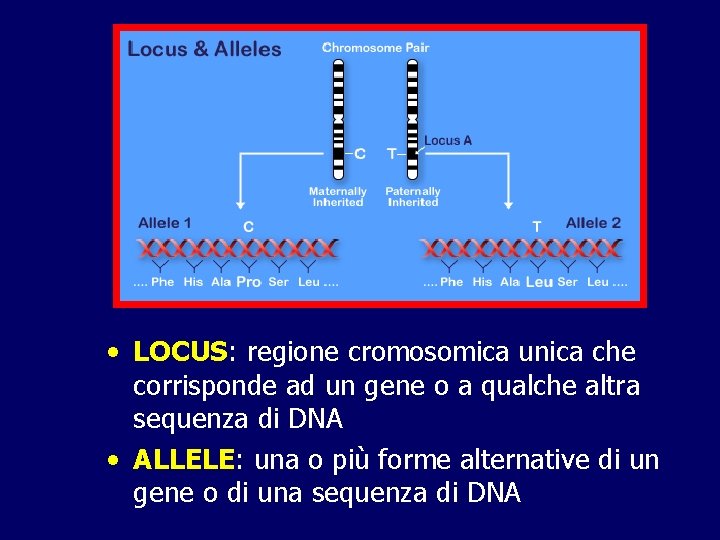  • LOCUS: regione cromosomica unica che corrisponde ad un gene o a qualche