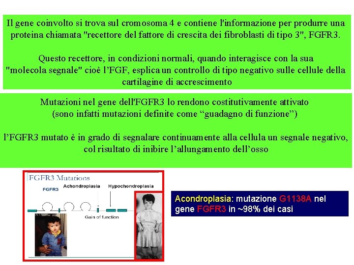 Il gene coinvolto si trova sul cromosoma 4 e contiene l'informazione per produrre una