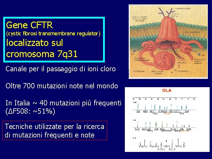 Gene CFTR (cystic fibrosi transmembrane regulator) localizzato sul cromosoma 7 q 31 Canale per