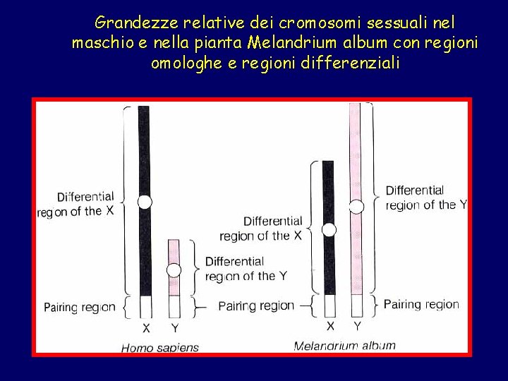 Grandezze relative dei cromosomi sessuali nel maschio e nella pianta Melandrium album con regioni