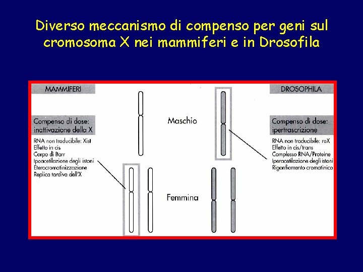 Diverso meccanismo di compenso per geni sul cromosoma X nei mammiferi e in Drosofila