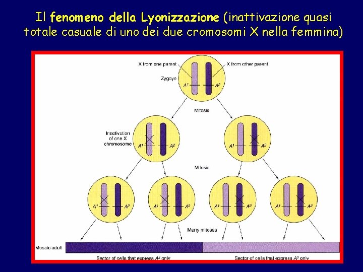 Il fenomeno della Lyonizzazione (inattivazione quasi totale casuale di uno dei due cromosomi X