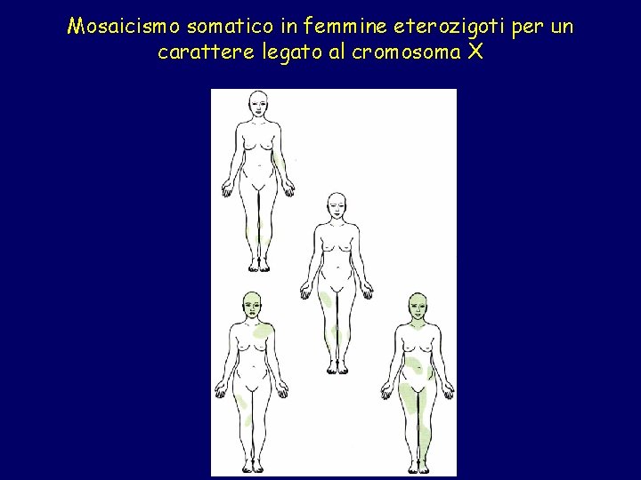 Mosaicismo somatico in femmine eterozigoti per un carattere legato al cromosoma X 