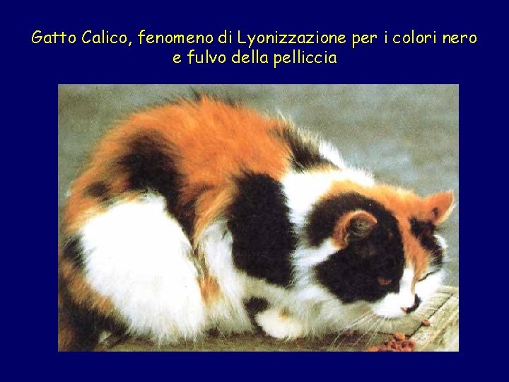 Gatto Calico, fenomeno di Lyonizzazione per i colori nero e fulvo della pelliccia 