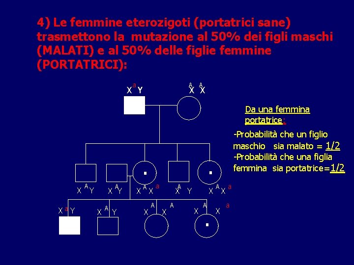 4) Le femmine eterozigoti (portatrici sane) trasmettono la mutazione al 50% dei figli maschi