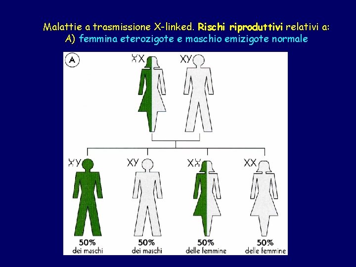 Malattie a trasmissione X-linked. Rischi riproduttivi relativi a: A) femmina eterozigote e maschio emizigote