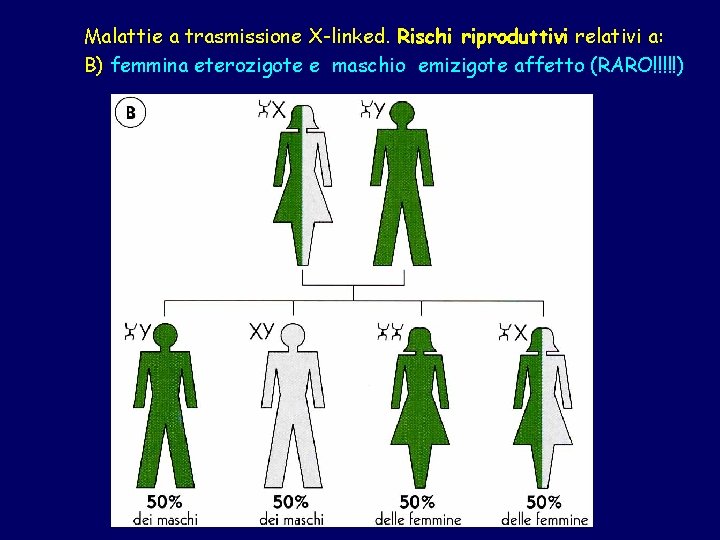 Malattie a trasmissione X-linked. Rischi riproduttivi relativi a: B) femmina eterozigote e maschio emizigote