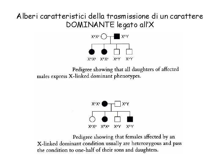 Alberi caratteristici della trasmissione di un carattere DOMINANTE legato all’X 