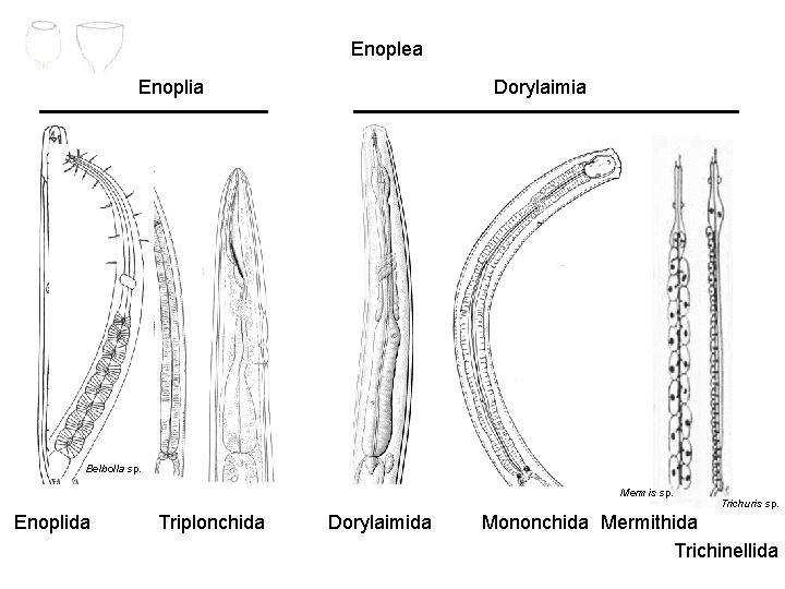 Enoplea Enoplia Dorylaimia Belbolla sp. Mermis sp. Enoplida Triplonchida Dorylaimida Trichuris sp. Mononchida Mermithida