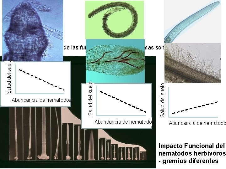 Salud del suelo Abundancia de nematodos Salud del suelo algunas de las funciones de