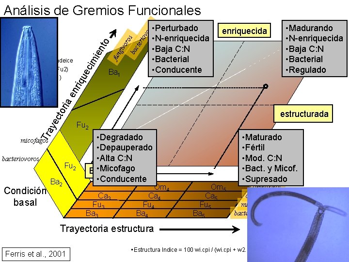 Análisis de Gremios Funcionales ec os ba cte rio vo r or giv fun