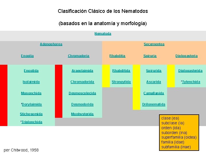 Clasificación Clásico de los Nematodos (basados en la anatomía y morfología) Nematoda Adenophorea Secernentea