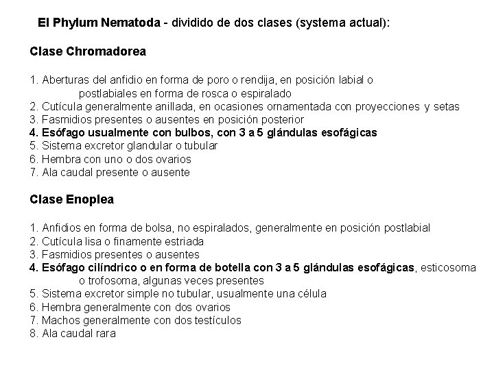 El Phylum Nematoda - dividido de dos clases (systema actual): Clase Chromadorea 1. Aberturas