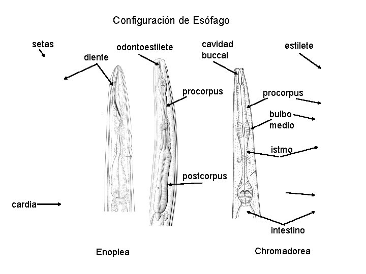 Configuración de Esófago setas diente odontoestilete cavidad buccal procorpus estilete procorpus bulbo medio istmo