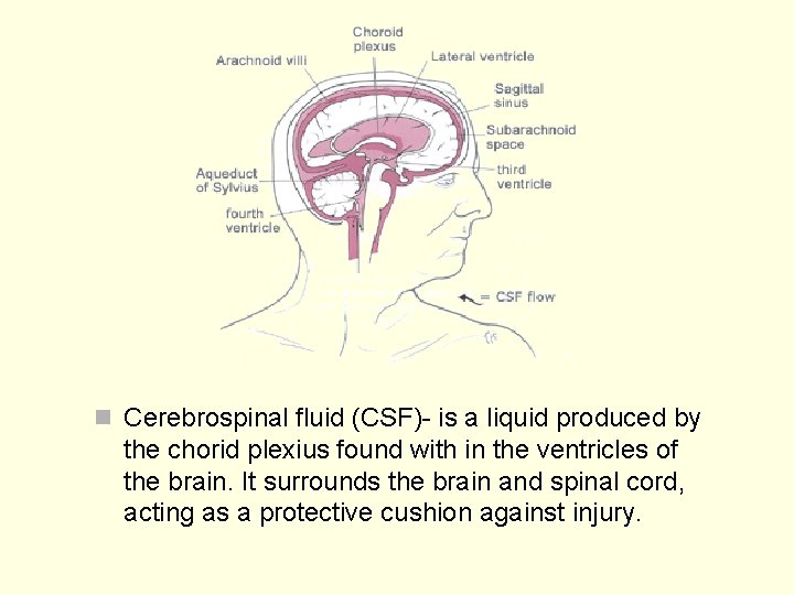 n Cerebrospinal fluid (CSF)- is a liquid produced by the chorid plexius found with n Cerebrospinal fluid (CSF)- is a liquid produced by the chorid plexius found with