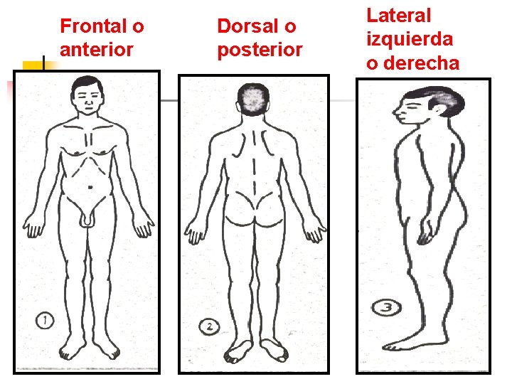 Frontal o anterior Dorsal o posterior Lateral izquierda o derecha 