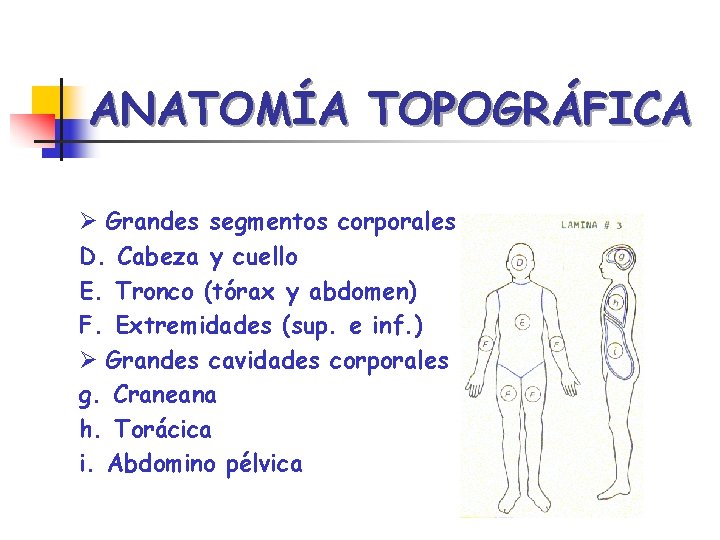 ANATOMÍA TOPOGRÁFICA Ø Grandes segmentos corporales: D. Cabeza y cuello E. Tronco (tórax y