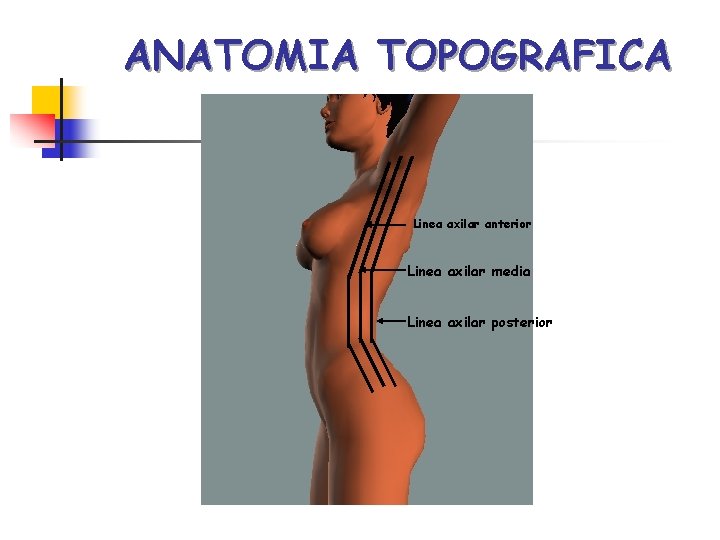 ANATOMIA TOPOGRAFICA Linea axilar anterior Linea axilar media Linea axilar posterior 