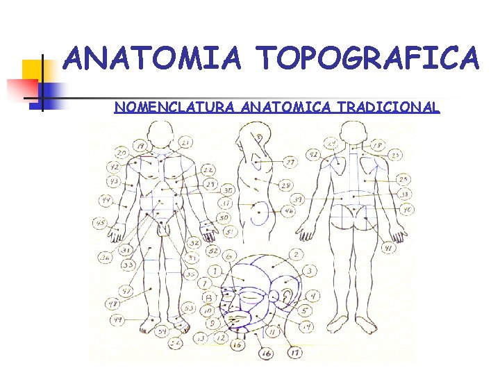 ANATOMIA TOPOGRAFICA NOMENCLATURA ANATOMICA TRADICIONAL 
