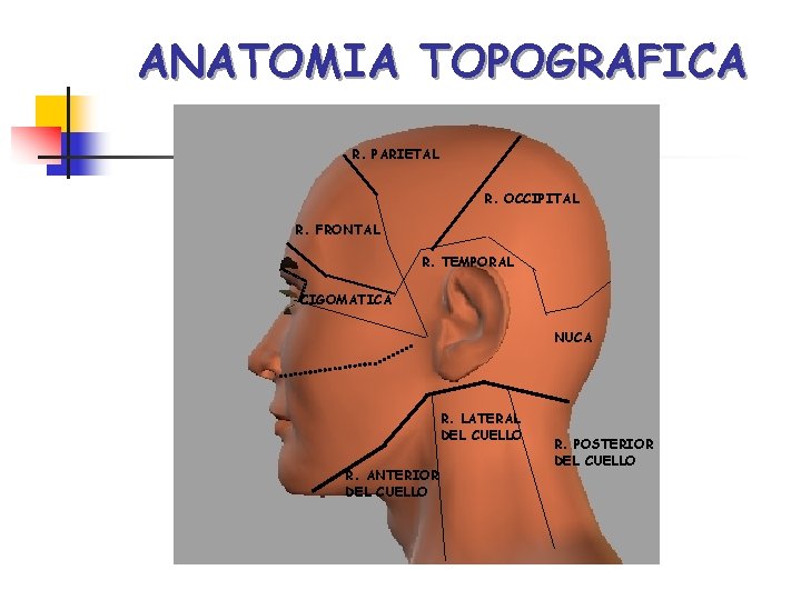 ANATOMIA TOPOGRAFICA R. PARIETAL R. OCCIPITAL R. FRONTAL R. TEMPORAL CIGOMATICA NUCA R. LATERAL