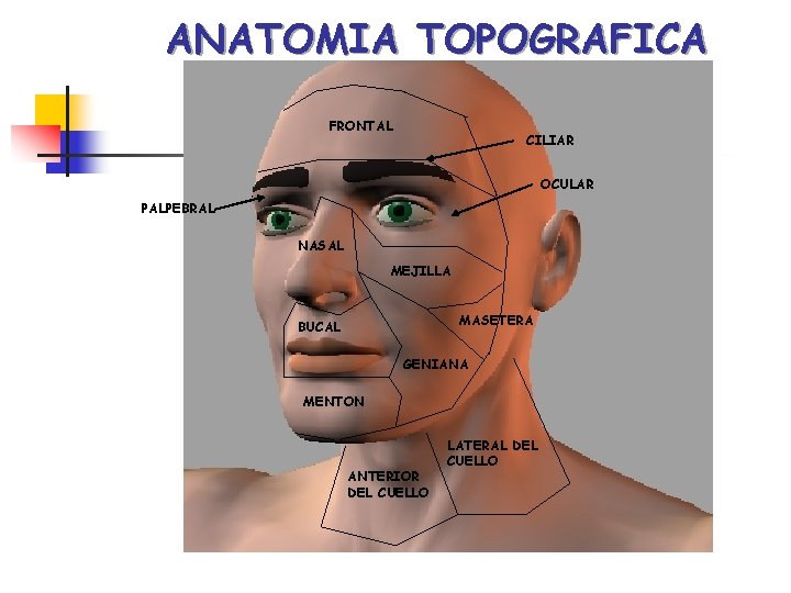 ANATOMIA TOPOGRAFICA FRONTAL CILIAR OCULAR PALPEBRAL NASAL MEJILLA MASETERA BUCAL GENIANA MENTON ANTERIOR DEL