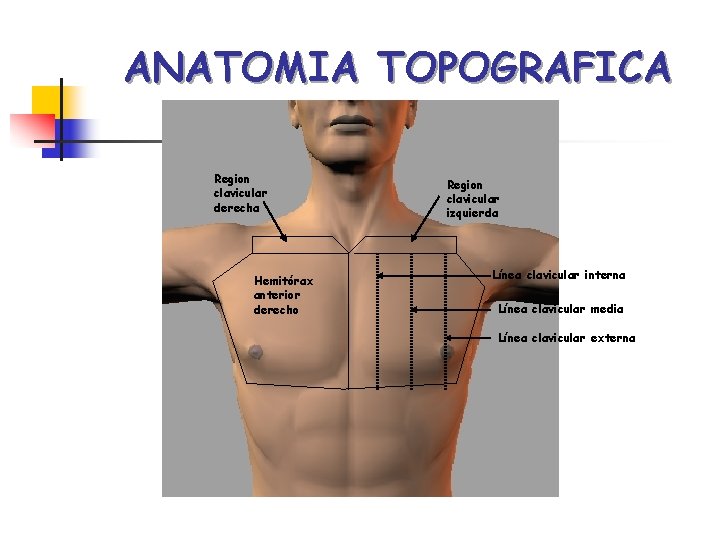 ANATOMIA TOPOGRAFICA Region clavicular derecha Hemitórax anterior derecho Region clavicular izquierda Línea clavicular interna