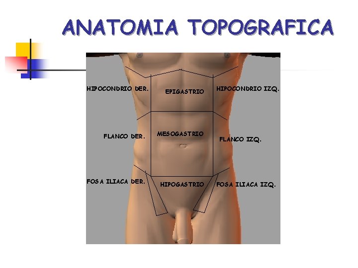 ANATOMIA TOPOGRAFICA HIPOCONDRIO DER. EPIGASTRIO FLANCO DER. MESOGASTRIO FOSA ILIACA DER. HIPOGASTRIO HIPOCONDRIO IZQ.