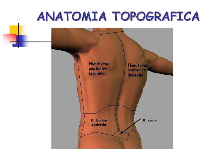 ANATOMIA TOPOGRAFICA Hemitórax posterior izquierdo R. lumbar izquierda Hemitórax posterior derecho R. sacra 