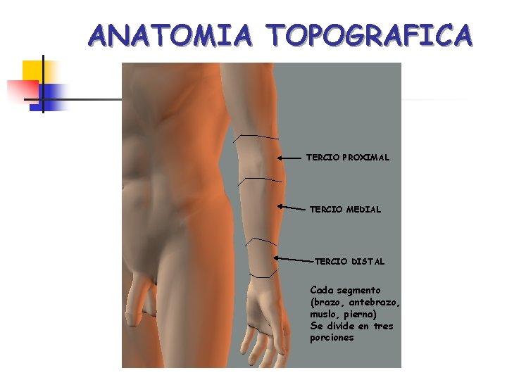 ANATOMIA TOPOGRAFICA TERCIO PROXIMAL TERCIO MEDIAL TERCIO DISTAL Cada segmento (brazo, antebrazo, muslo, pierna)