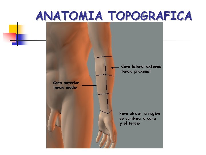 ANATOMIA TOPOGRAFICA Cara lateral externa tercio proximal Cara anterior tercio medio Para ubicar la