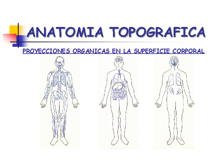 ANATOMIA TOPOGRAFICA PROYECCIONES ORGANICAS EN LA SUPERFICIE CORPORAL 