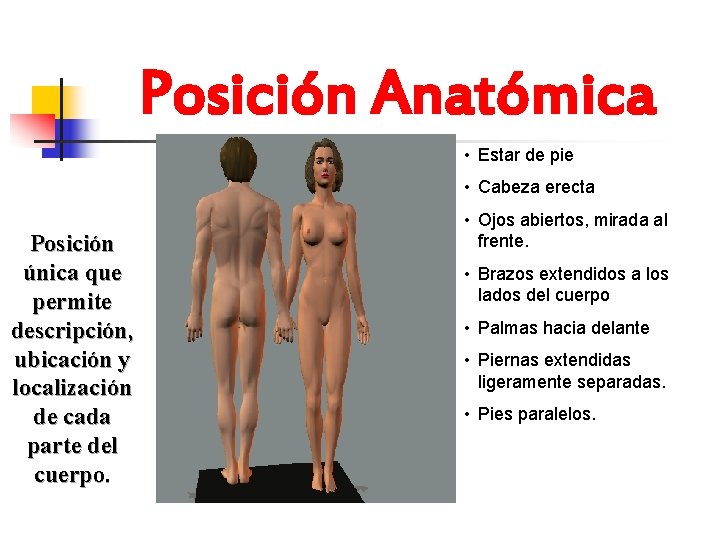 Posición Anatómica • Estar de pie • Cabeza erecta Posición única que permite descripción,