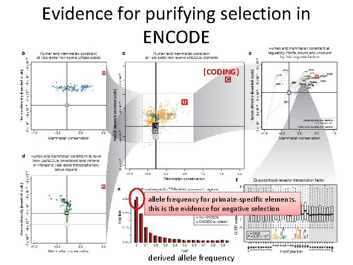 Evidence for purifying selection in ENCODE (CODING) allele frequency for primate-specific elements. this is